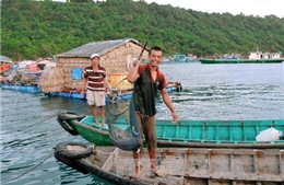 Kiên Giang phát triển nghề nuôi cá lồng bè trên biển